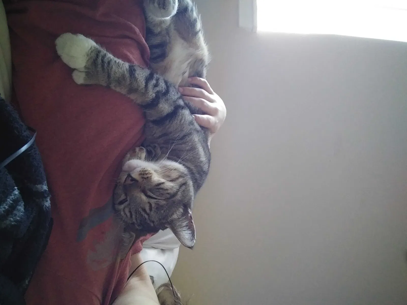 Lost cat in Sacramento, CA, 95813