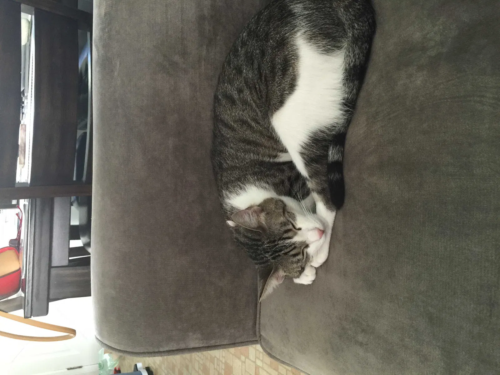 Lost cat in Garden Grove, CA, 92840