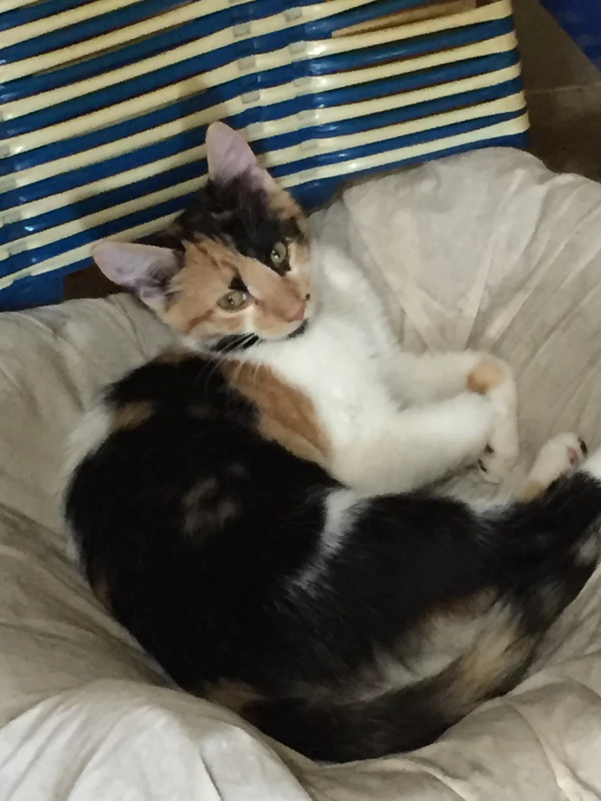 Lost cat in Sheridan, IL, 60551