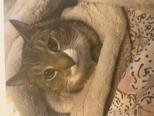Lost cat in Falls Church, VA, 22046