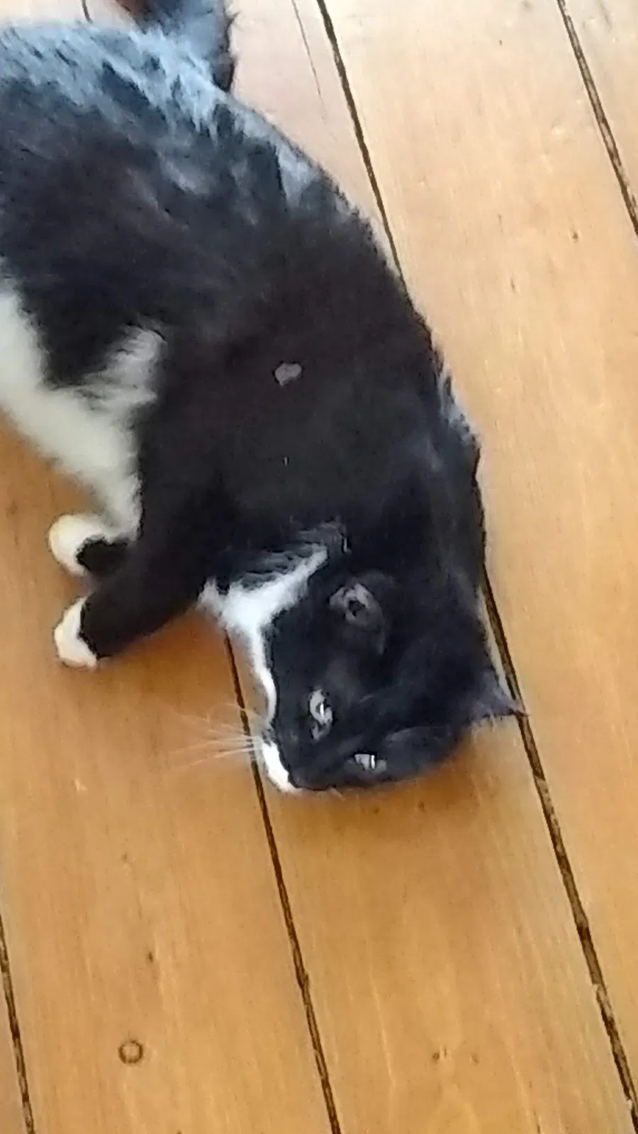 Lost cat in Beaver Dam, WI, 53916