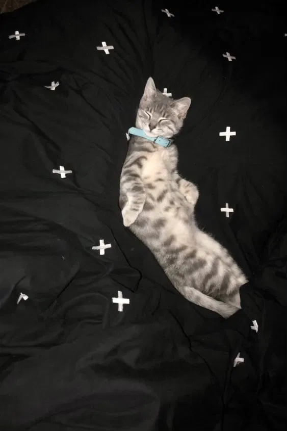 Lost cat in Indianapolis, IN, 46229