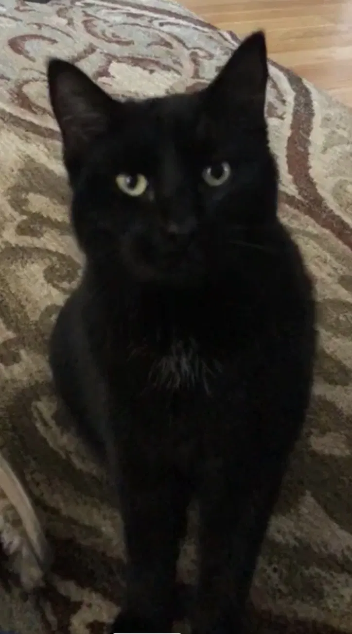 Lost cat in Statesville, NC, 28625