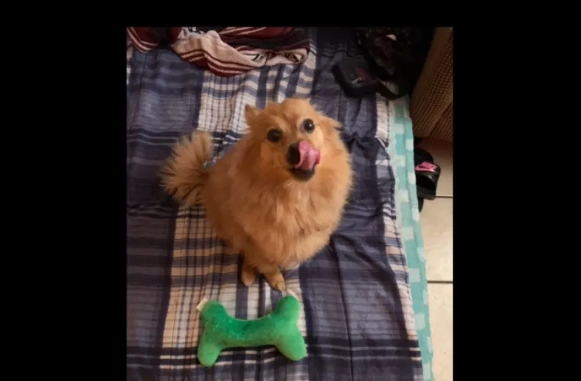 Lost dog in Las Vegas, NV, 89115