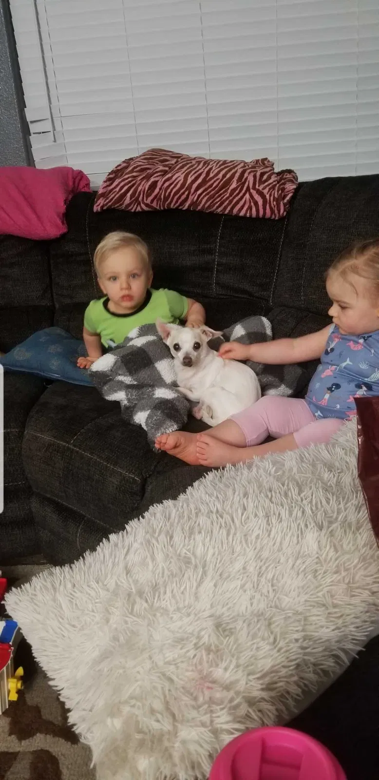 Lost dog in Bakersfield, CA, 93313