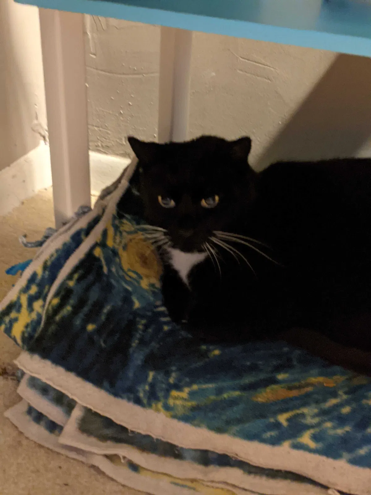 Lost cat in Minneapolis, MN, 55404