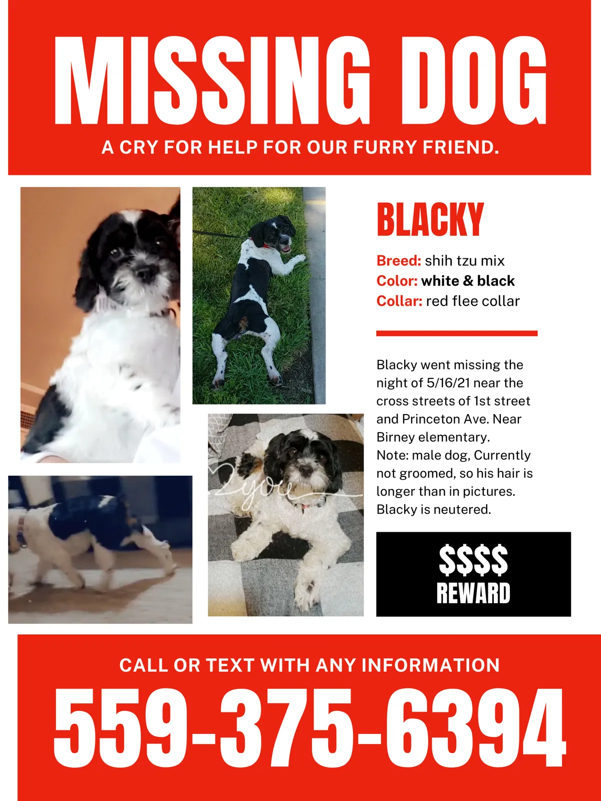 Lost dog in Fresno, CA, 93703