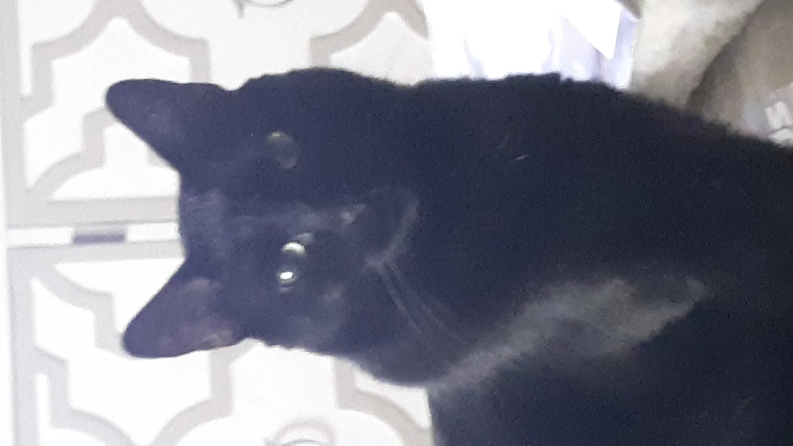 Lost cat in Anderson, IN, 46013