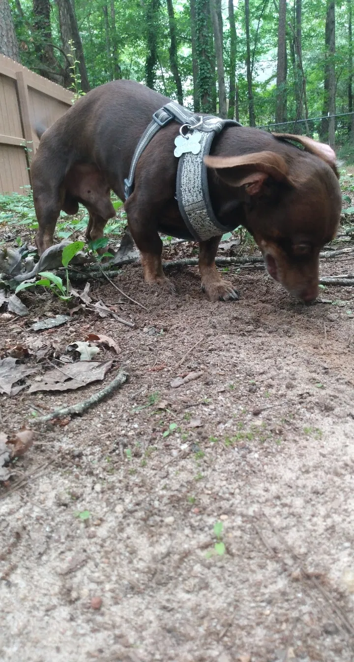 Lost dog in Fayetteville, GA, 30214