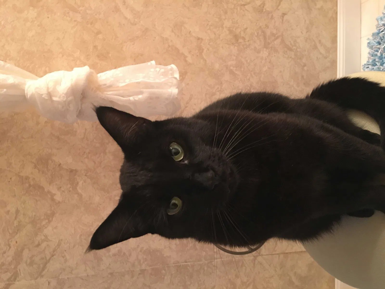 Lost cat in Redwood City, CA, 94062