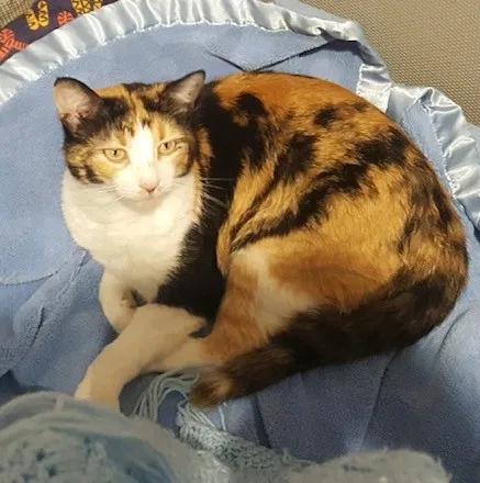 Lost cat in Austin, TX, 78741