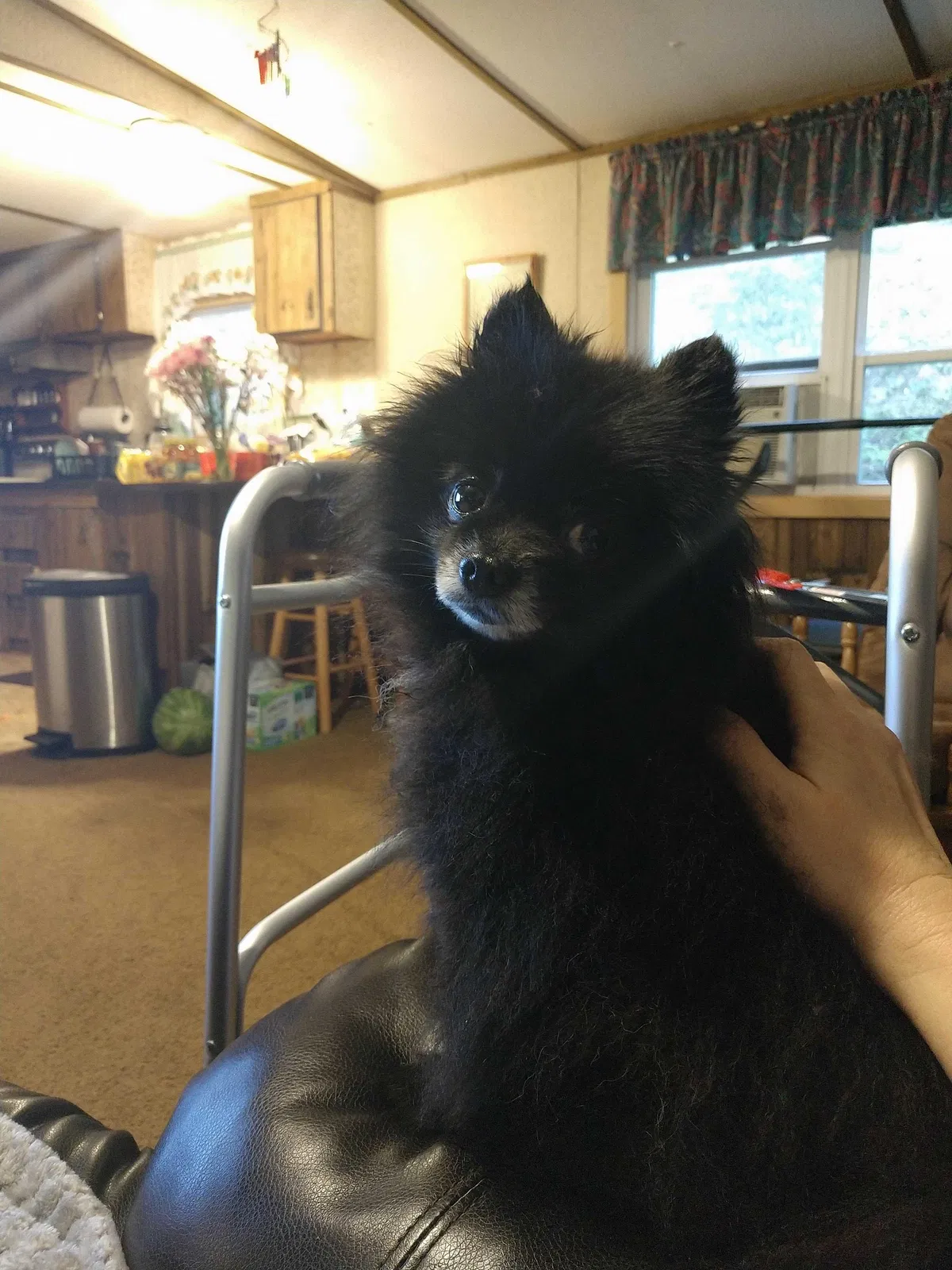 Lost dog in Cullowhee, NC, 28723