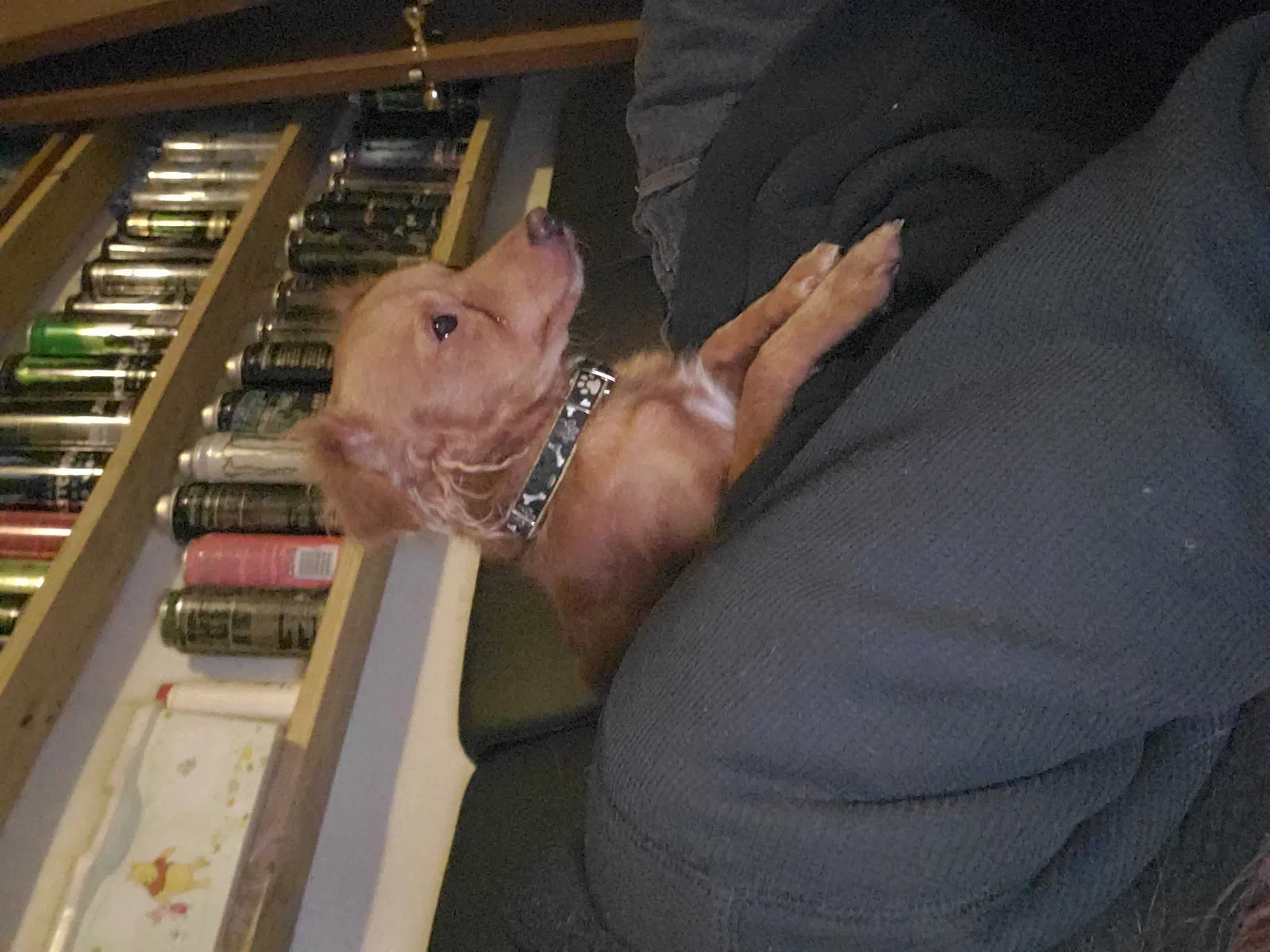 Lost dog in Abilene, TX, 79603