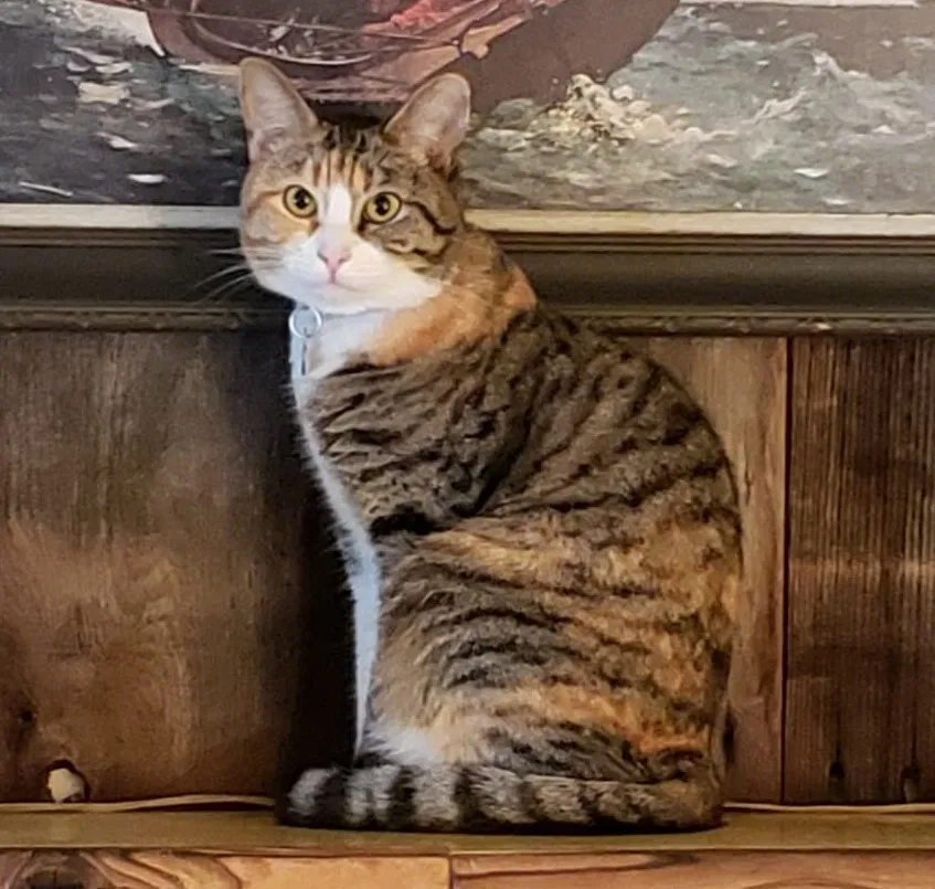 Lost cat in Spokane, WA, 99205