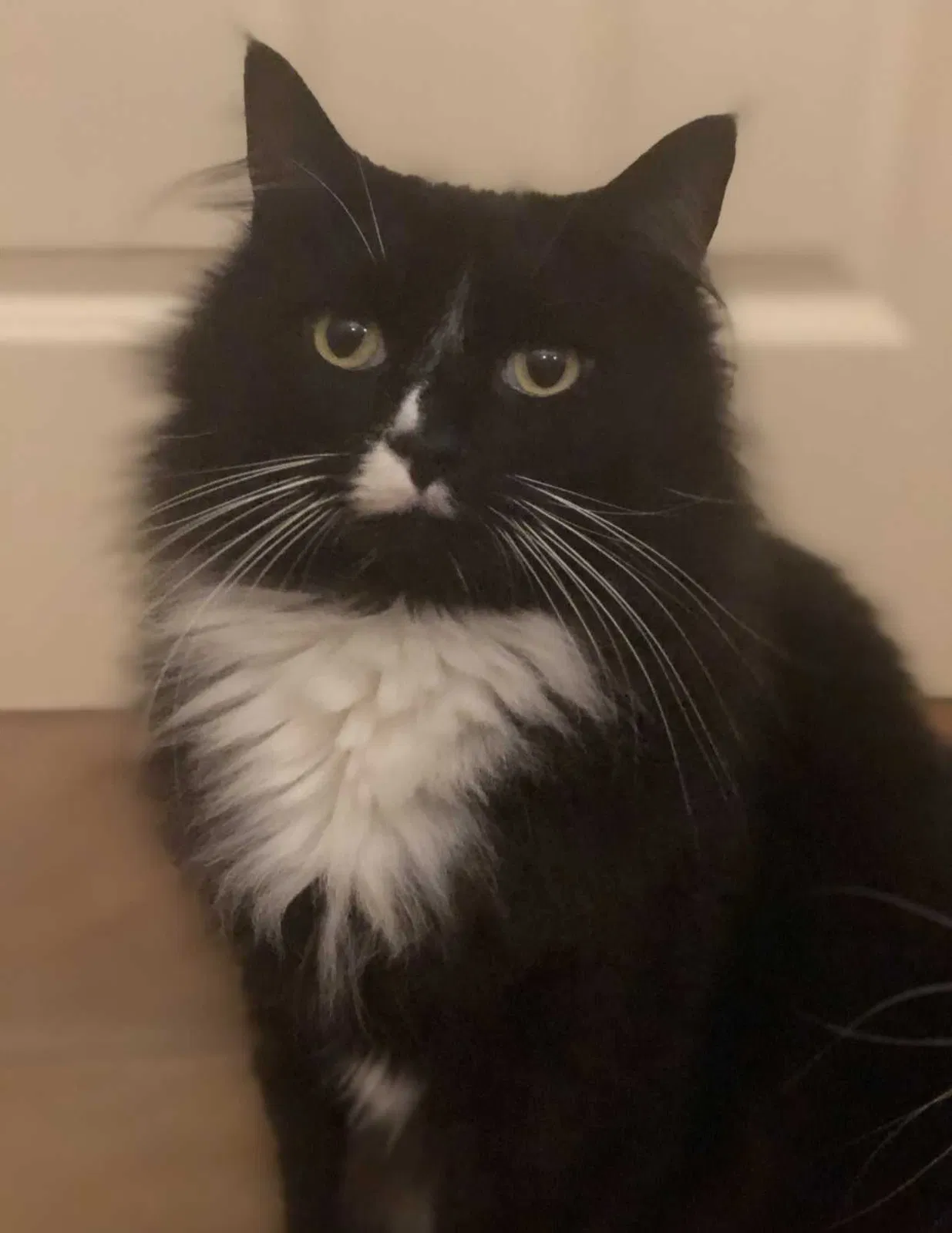 Lost cat in Portland, OR, 97267