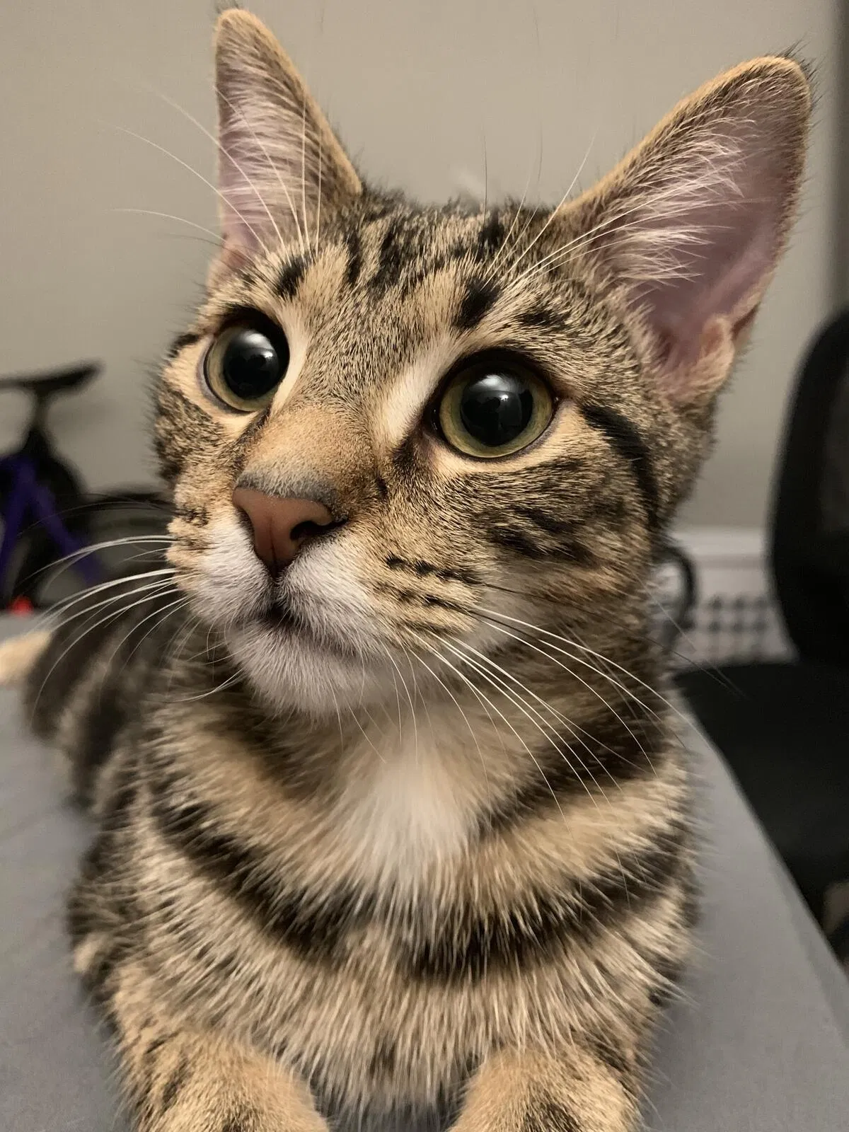 Lost cat in Oceanside, CA, 92056