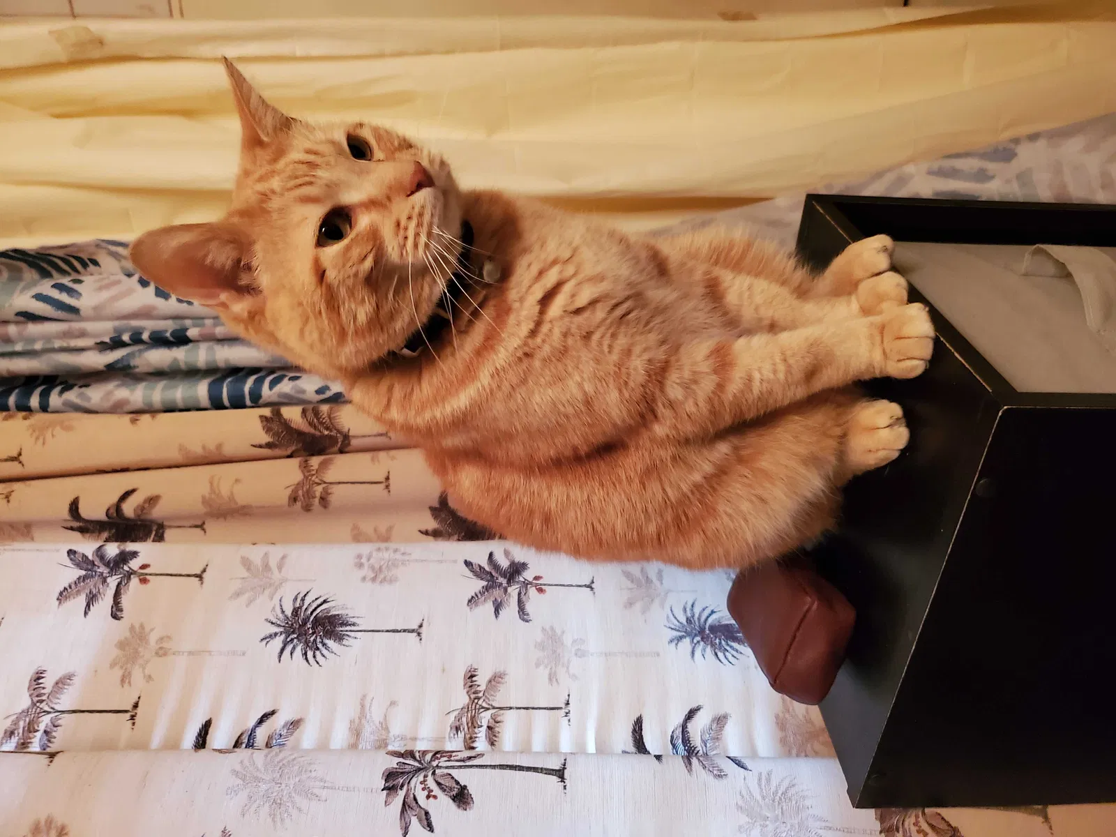Lost cat in Independence, MO, 64053