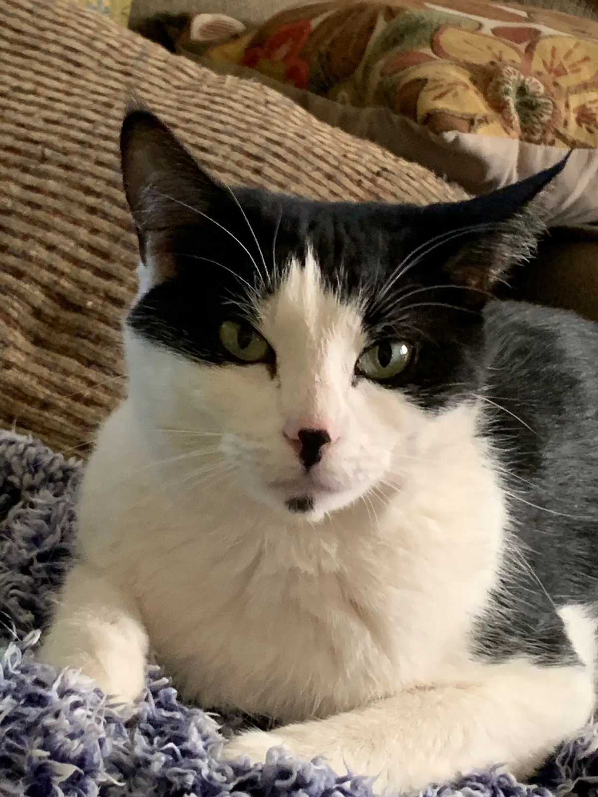Lost cat in Modesto, CA, 95350