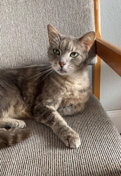 Lost cat in Jacksonville, FL, 32257