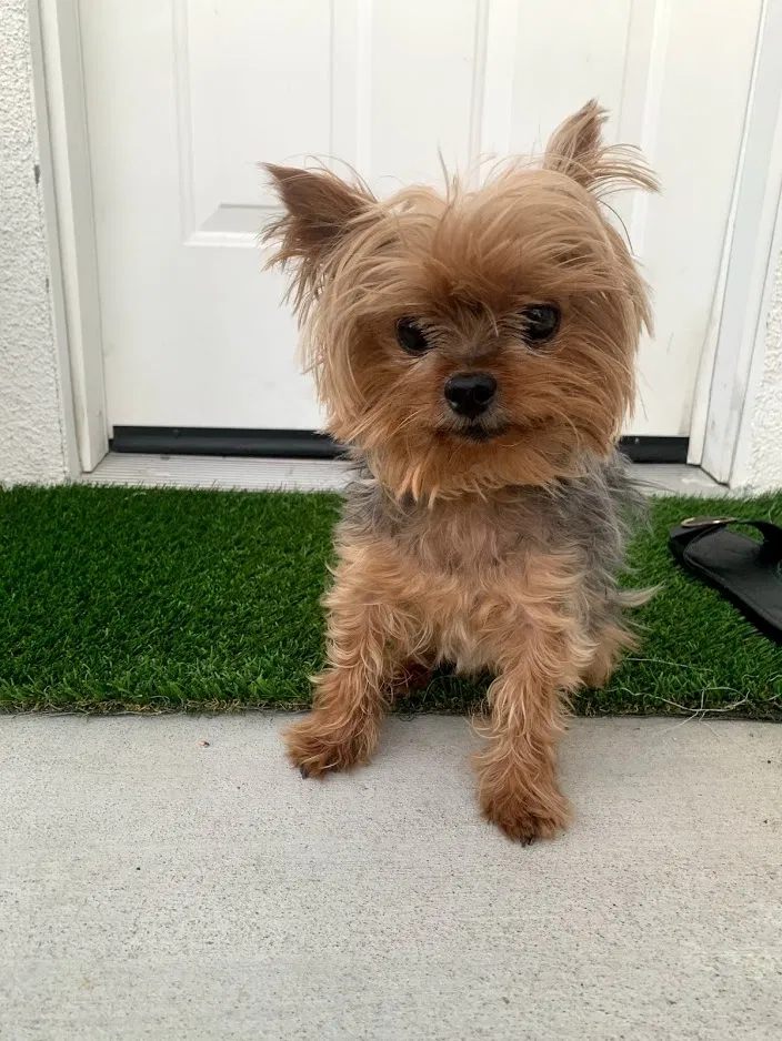 Lost dog in Lynwood, CA, 90262