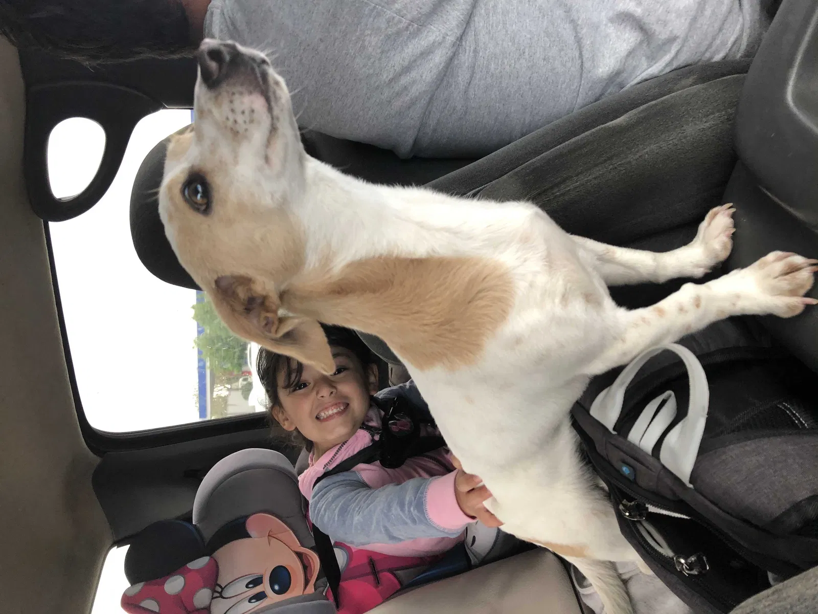 Lost dog in Fontana, CA, 92335