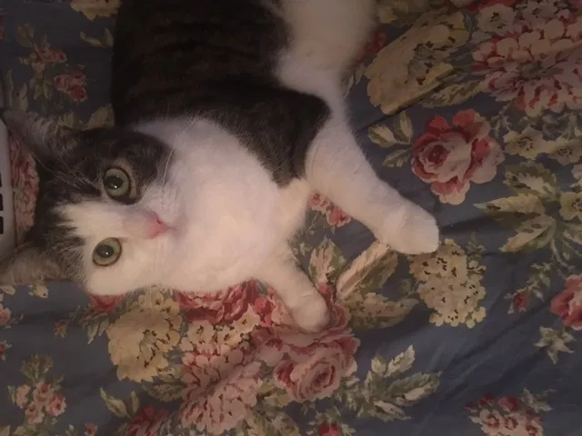 Lost cat in Chandler, AZ, 85224