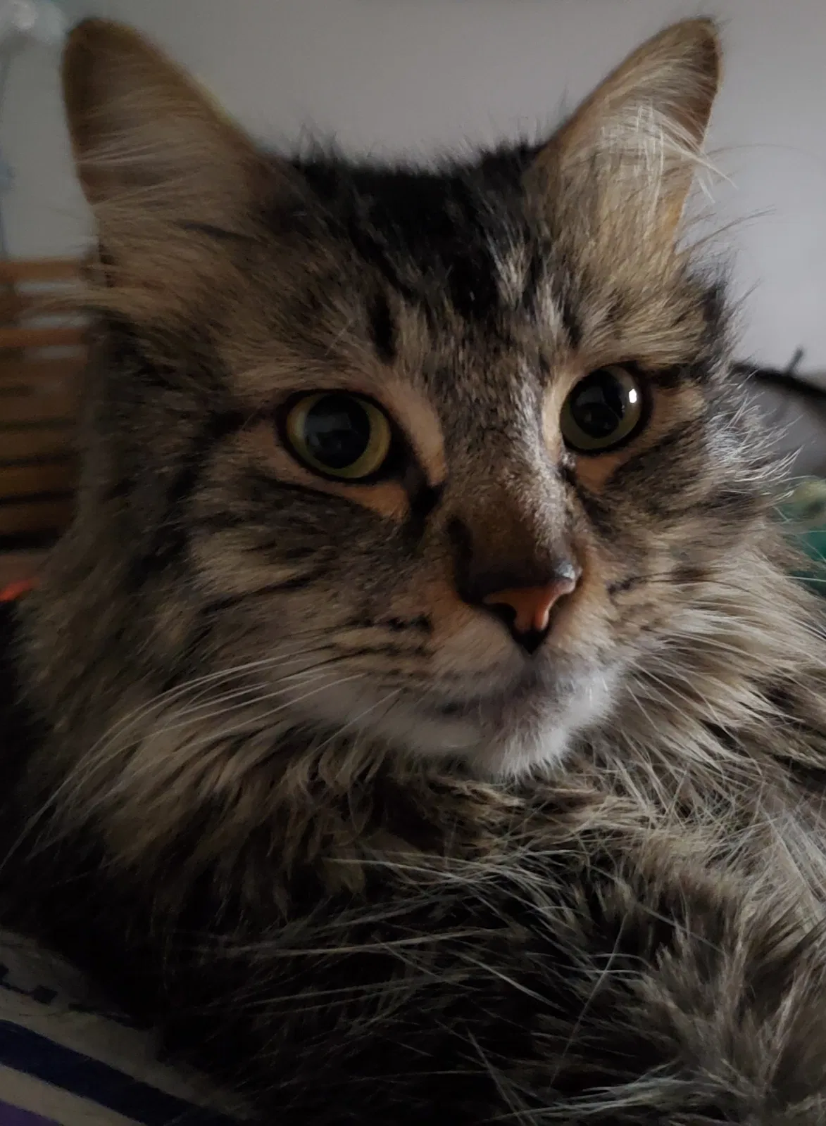 Lost cat in Tempe, AZ, 85282