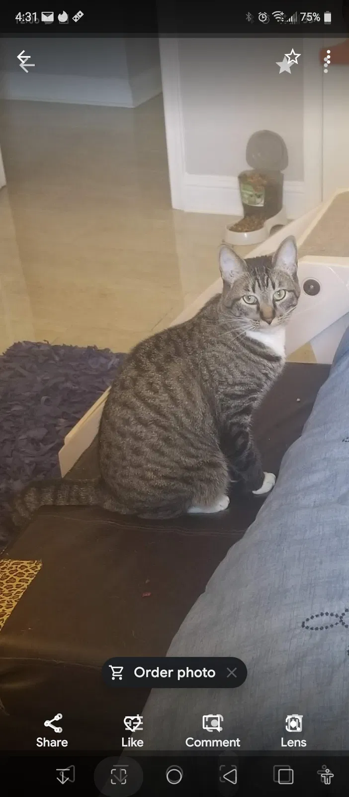 Lost cat in Houston, TX, 77075