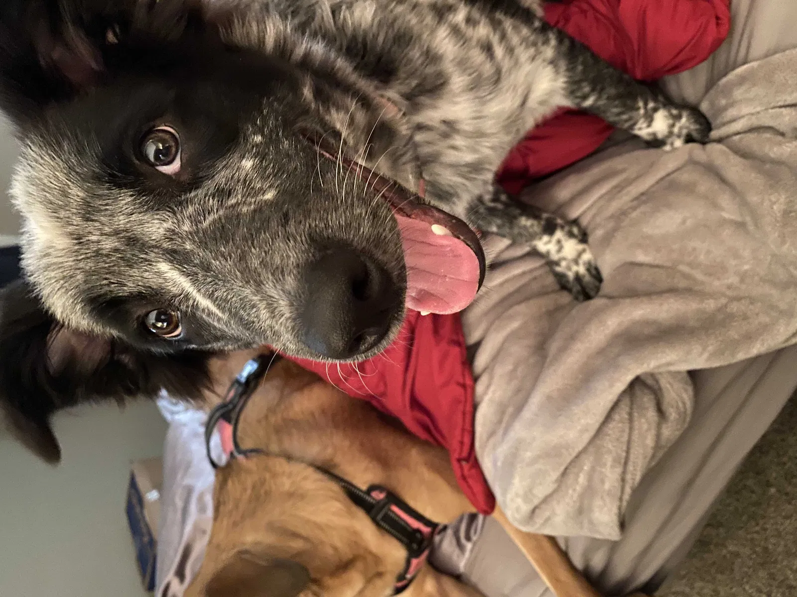 Lost dog in Palm Bay, FL, 32905