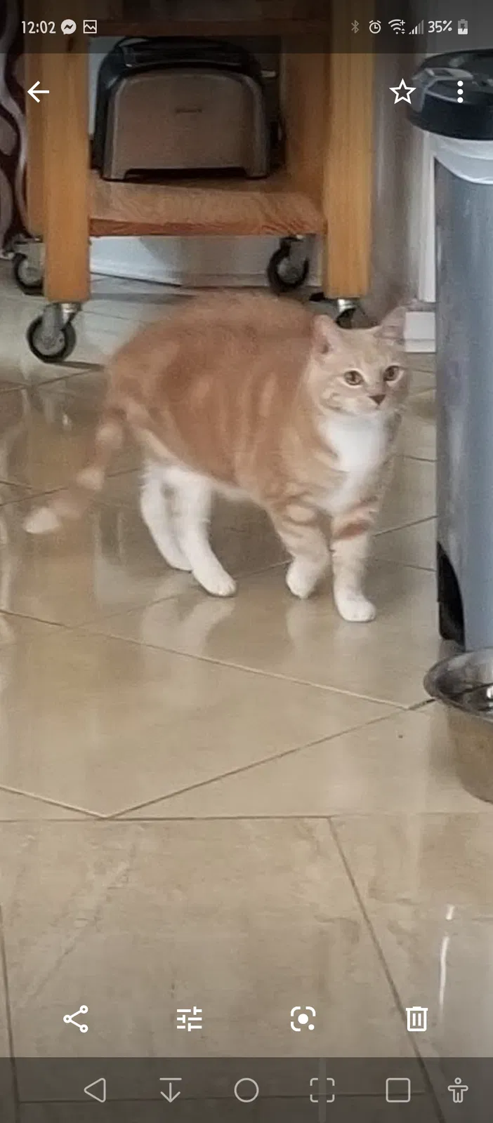 Lost cat in Houston, TX, 77075