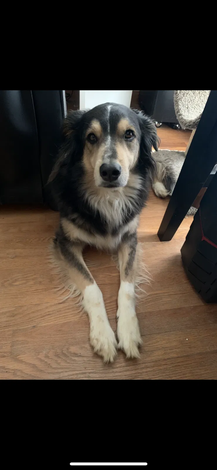 Lost dog in Louisville, KY, 40219