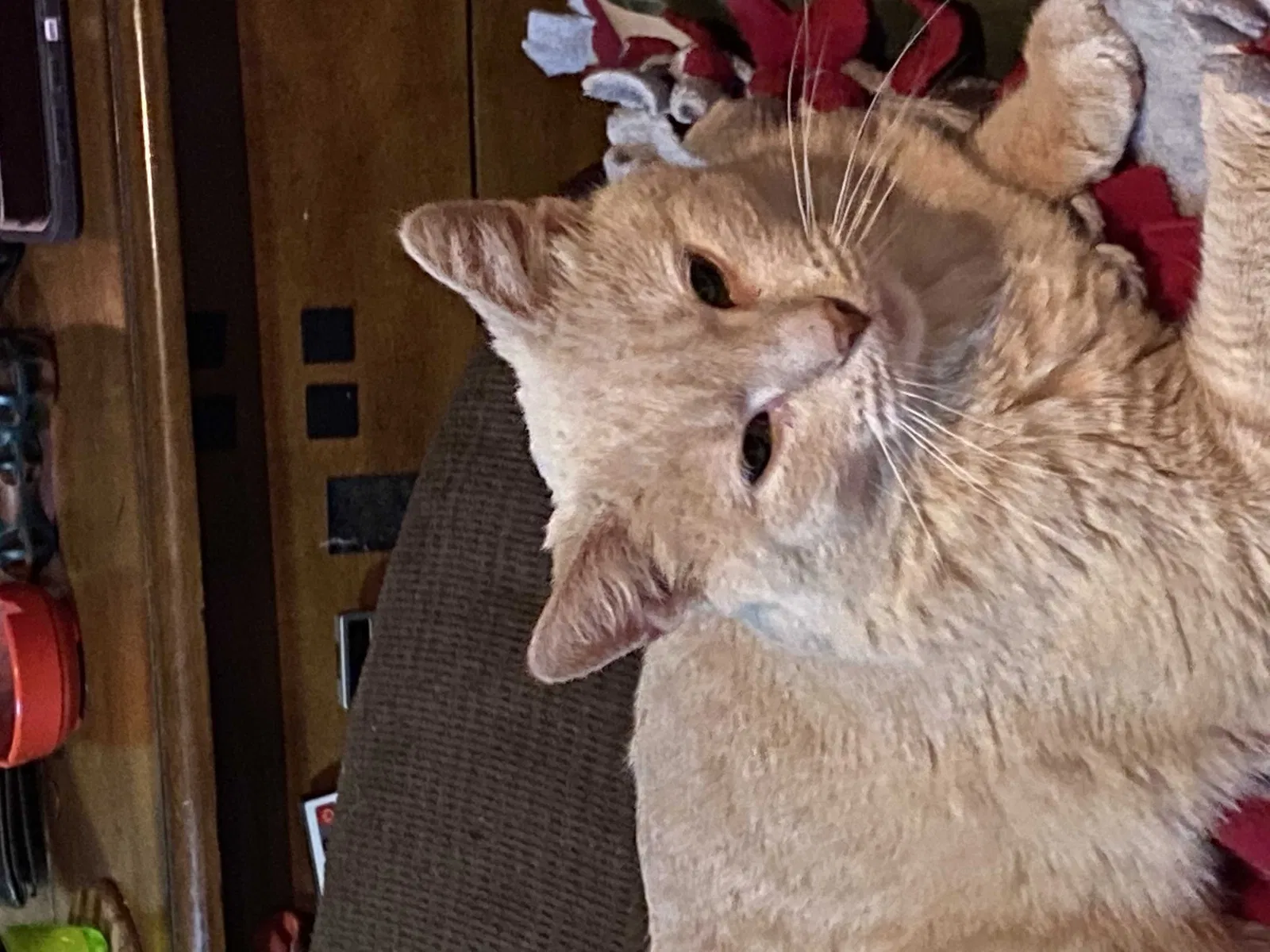 Lost cat in Tucson, AZ, 85704