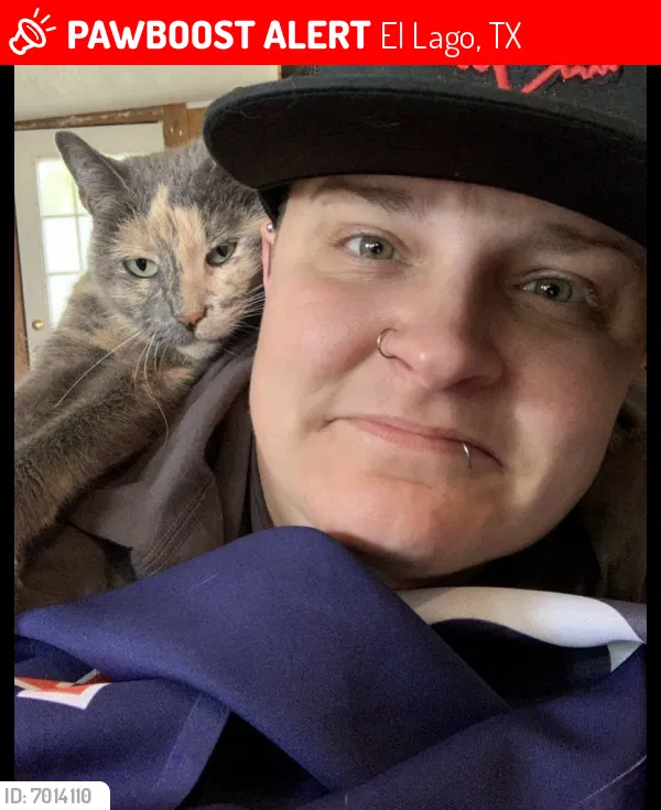 Lost cat in Seabrook, TX, 77586