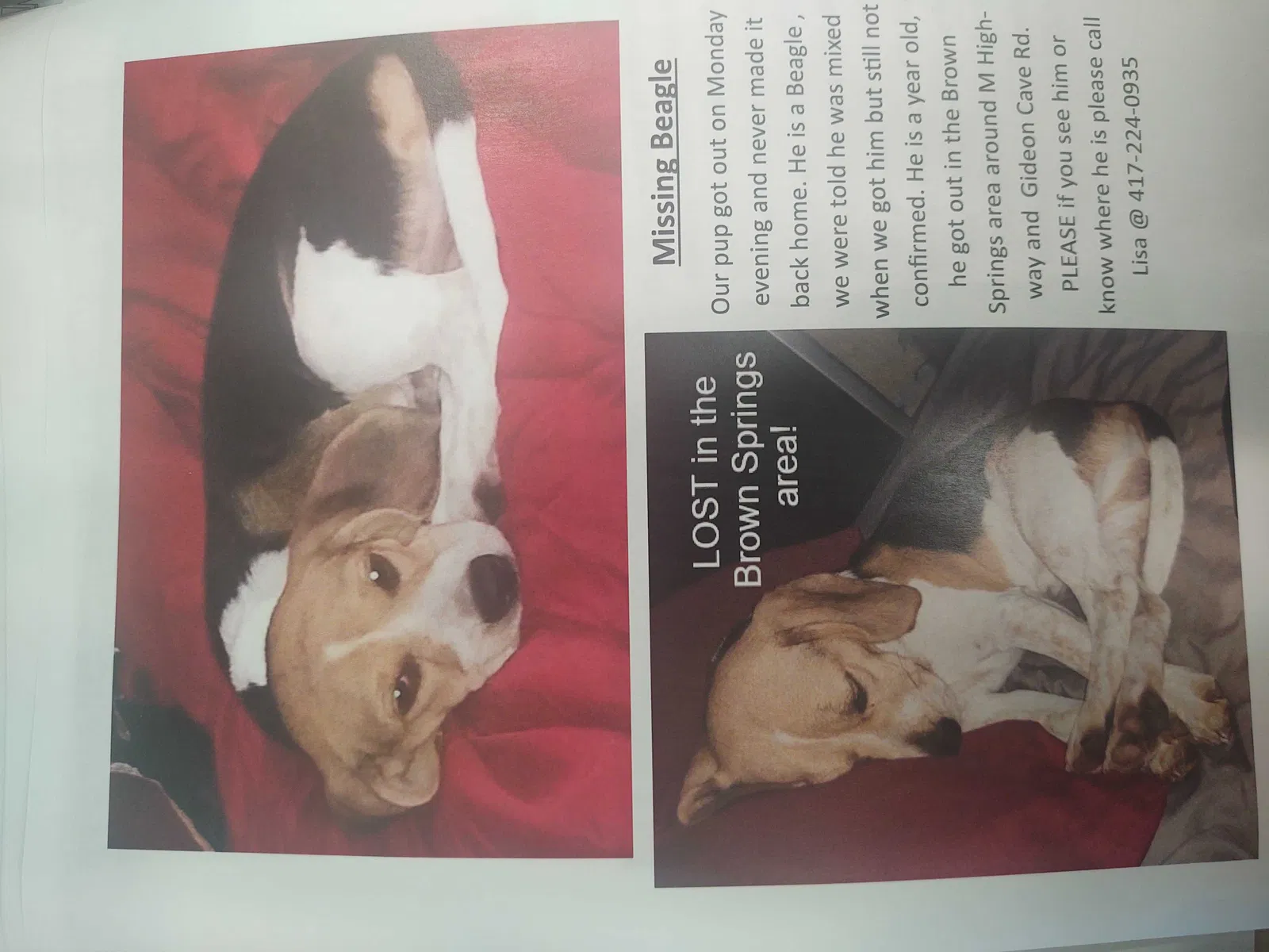 Lost dog in Billings, MO, 65610