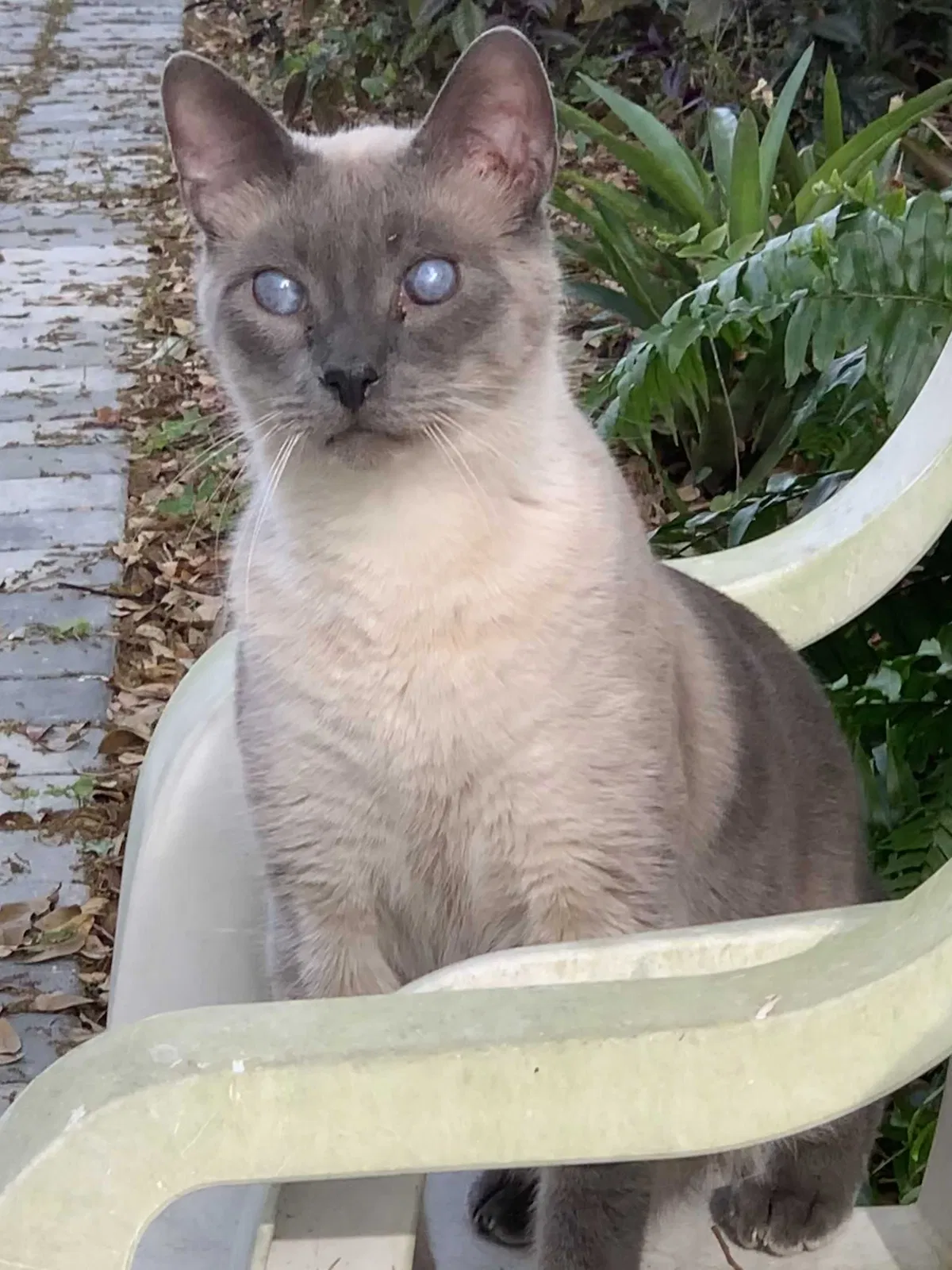 Lost cat in Sanford, FL, 32771
