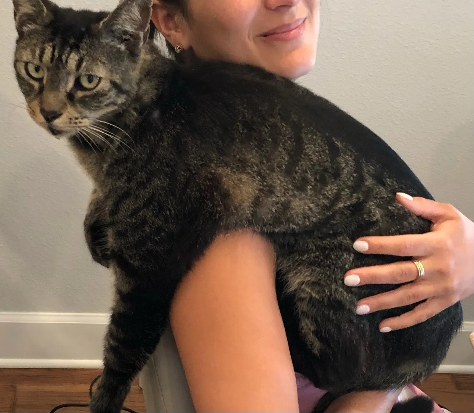 Lost cat in Winter Haven, FL, 33884