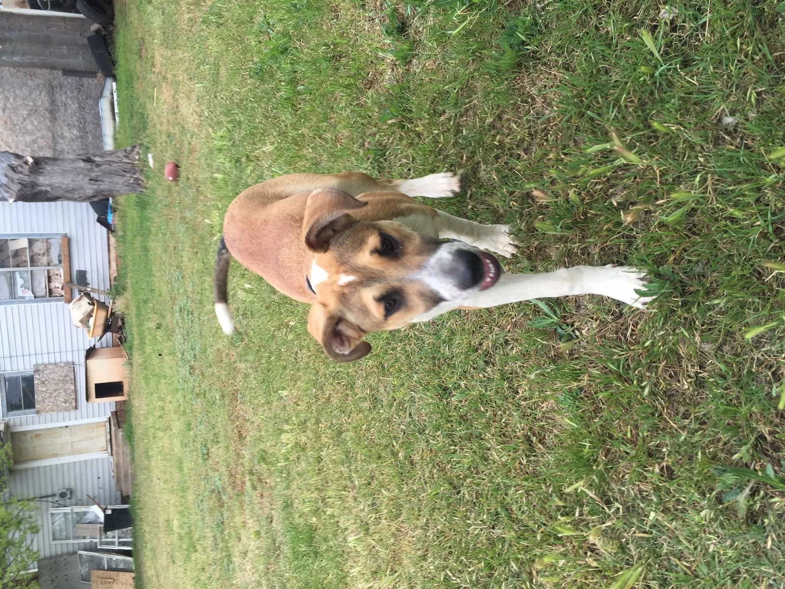 Lost dog in Abilene, TX, 79603