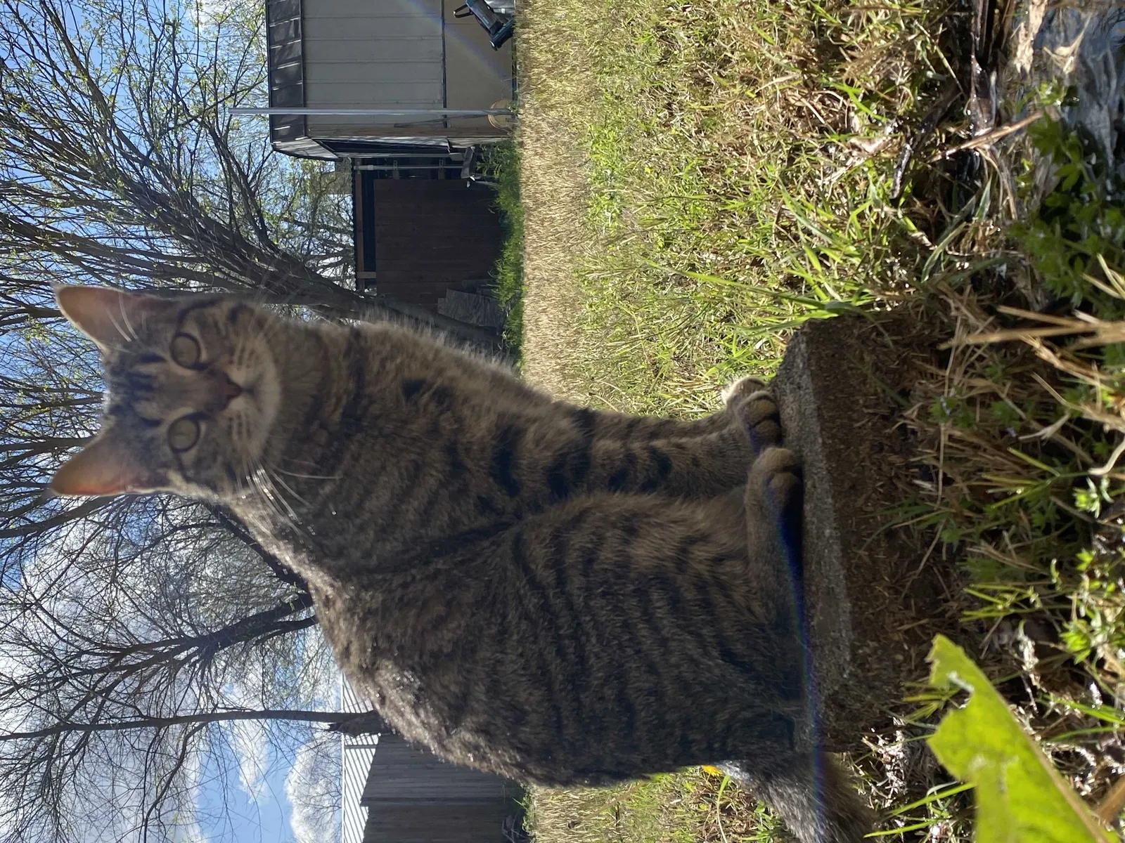 Lost cat in Mckinney, TX, 75069