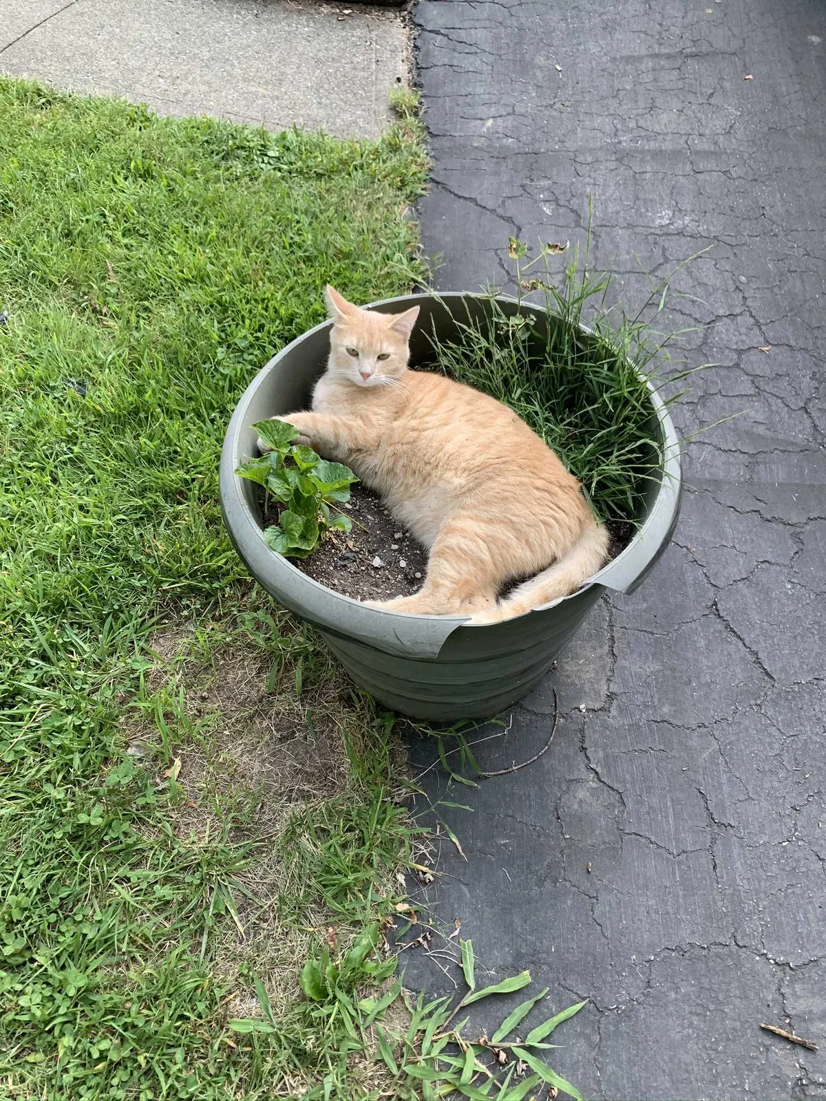 Lost cat in Buford, GA, 30519
