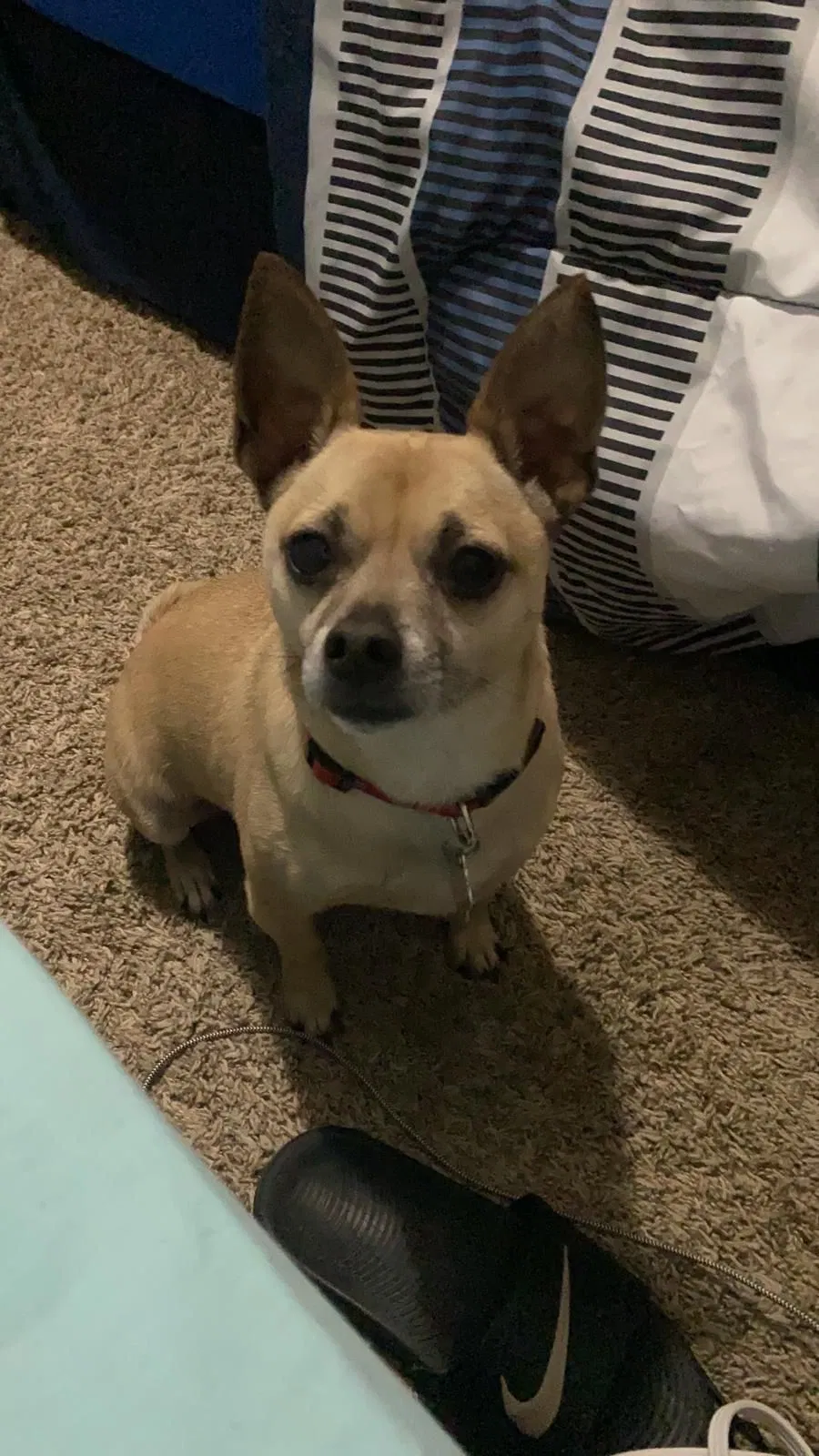 Lost dog in Land O Lakes, FL, 34639