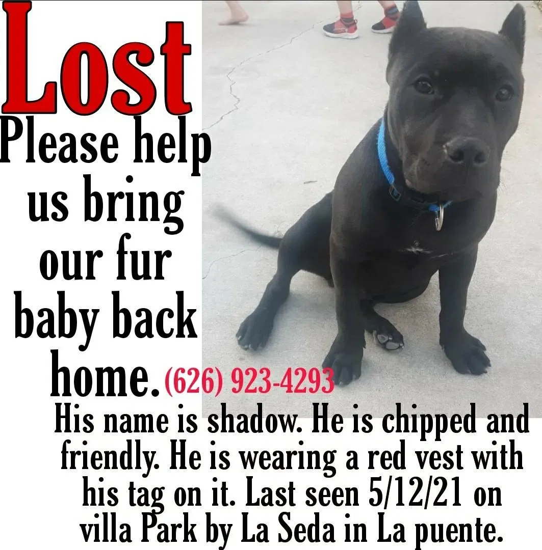 Lost dog in La Puente, CA, 91744