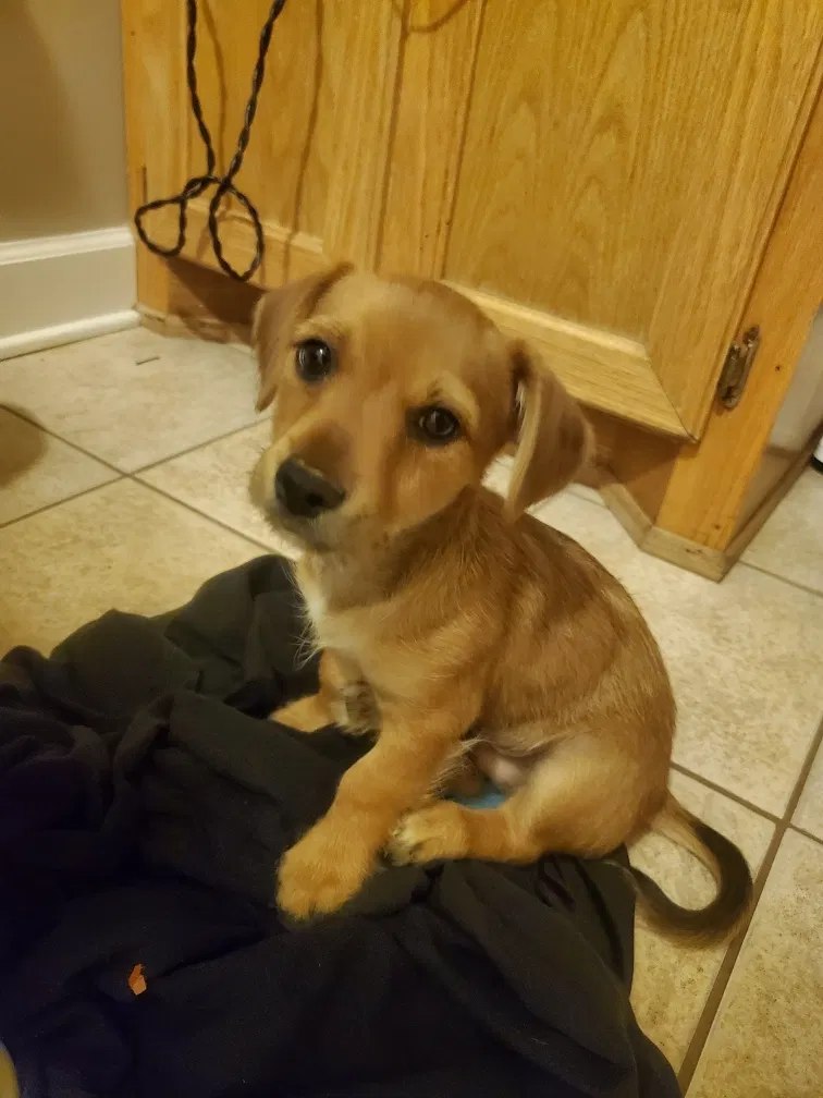 Lost dog in Texarkana, AR, 71854