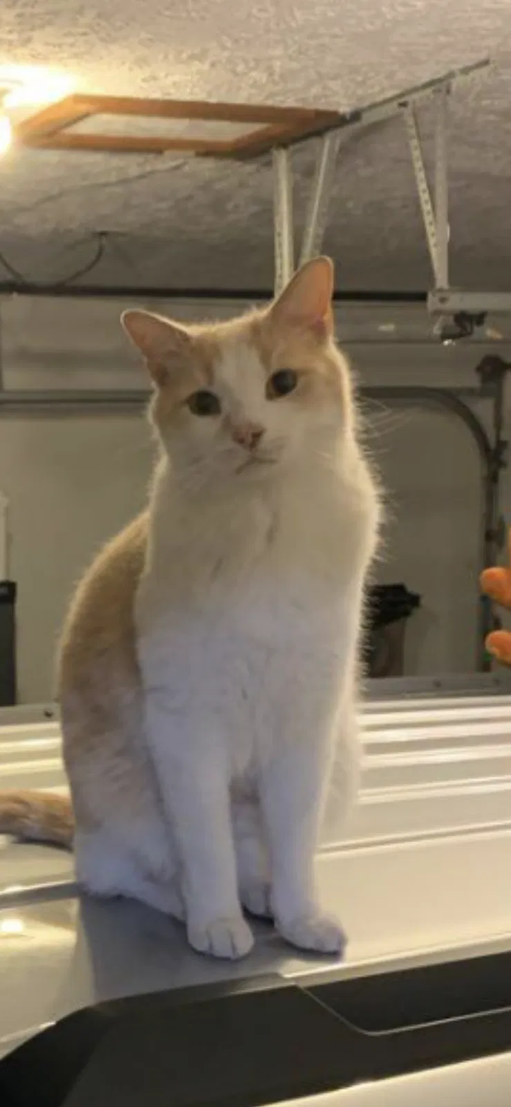 Lost cat in Camby, IN, 46113