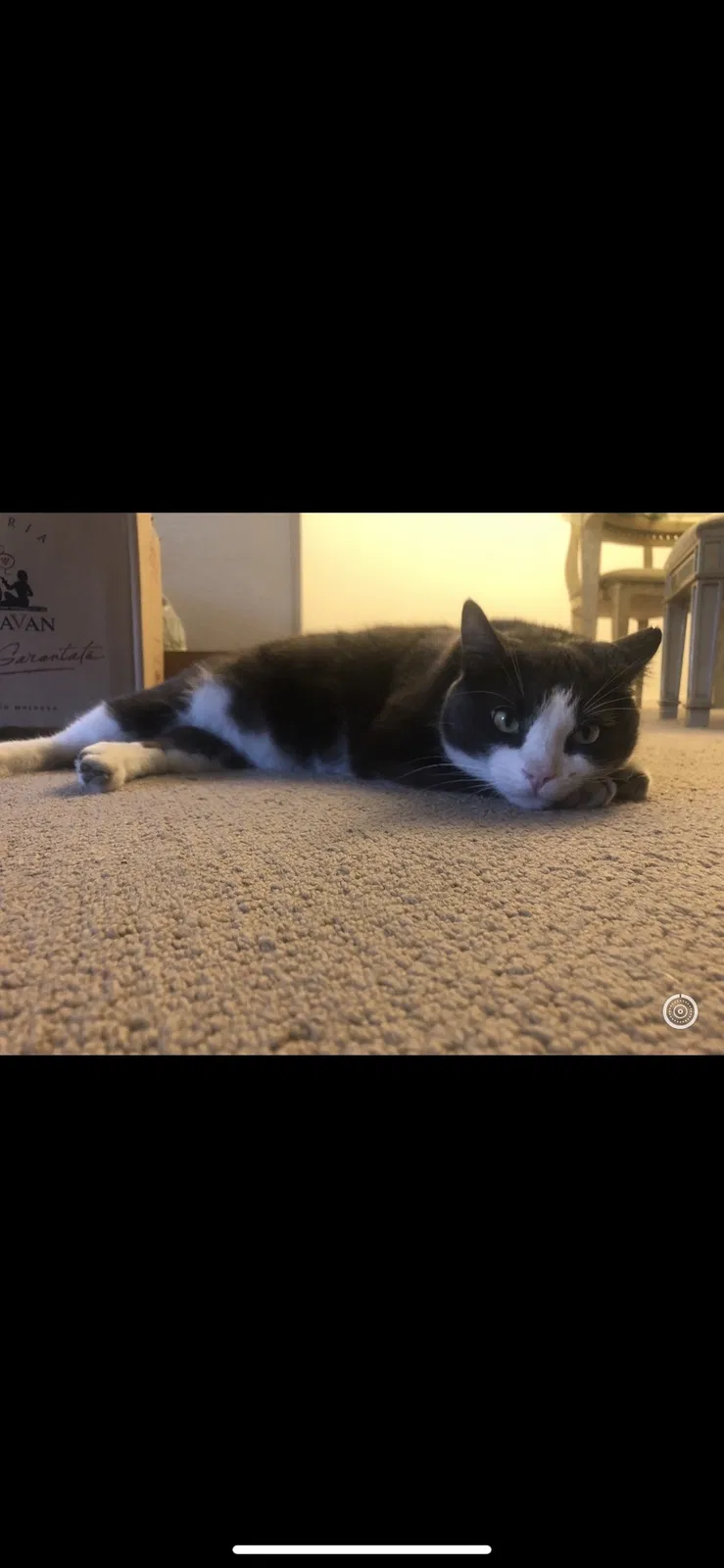 Lost cat in San Jose, CA, 95127
