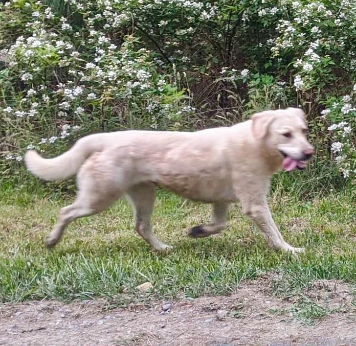 Found dog in Pittsboro, NC, 27312