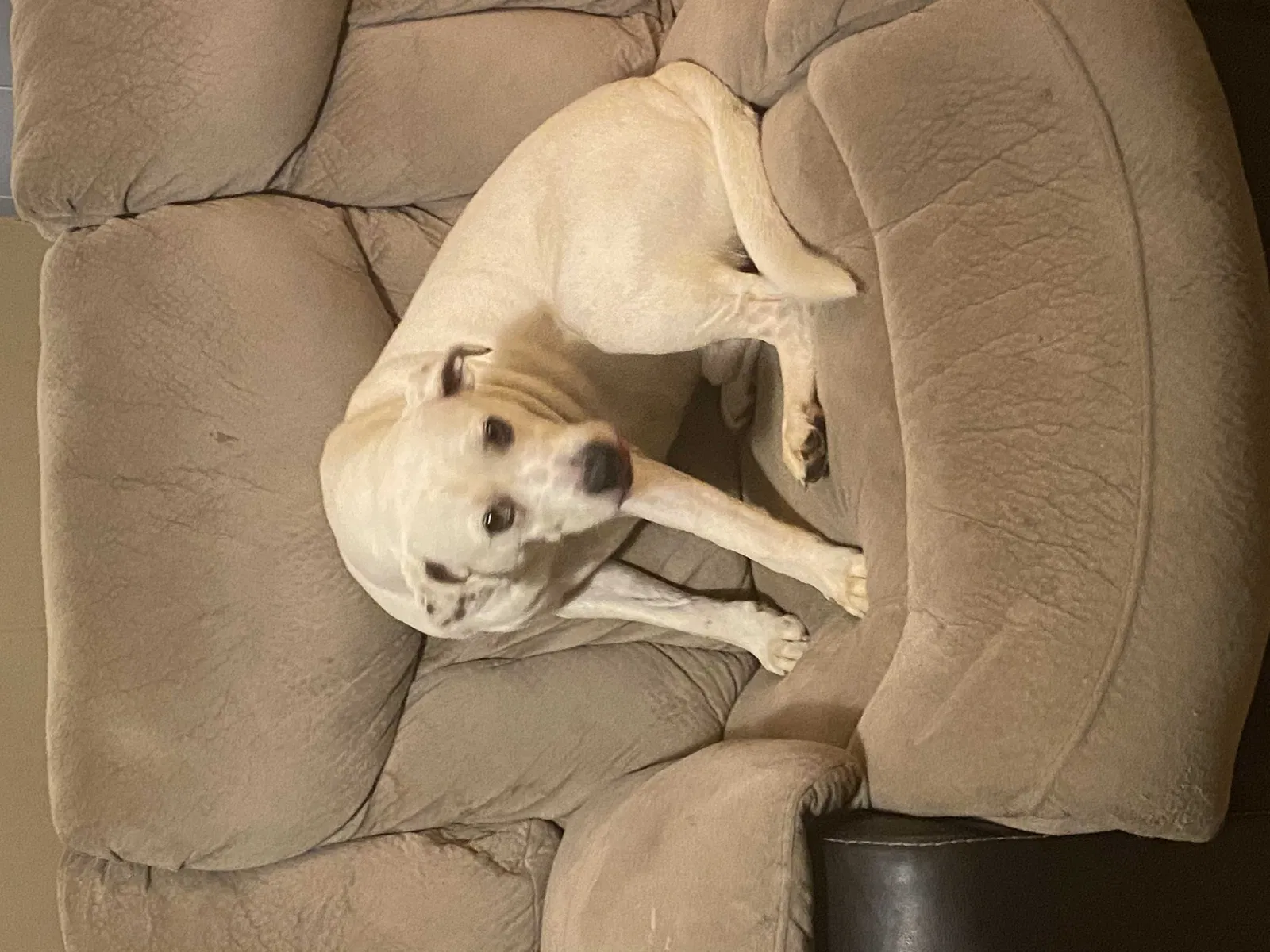 Lost dog in Athens, TN, 37303