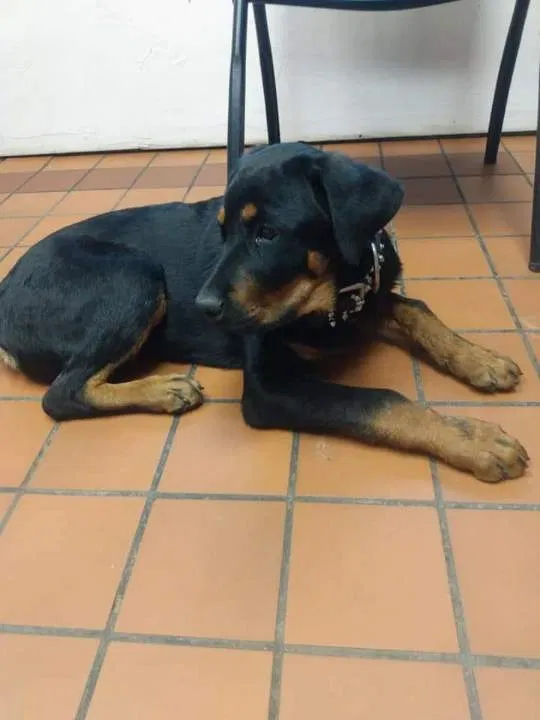 Lost dog in Oklahoma City, OK, 73119