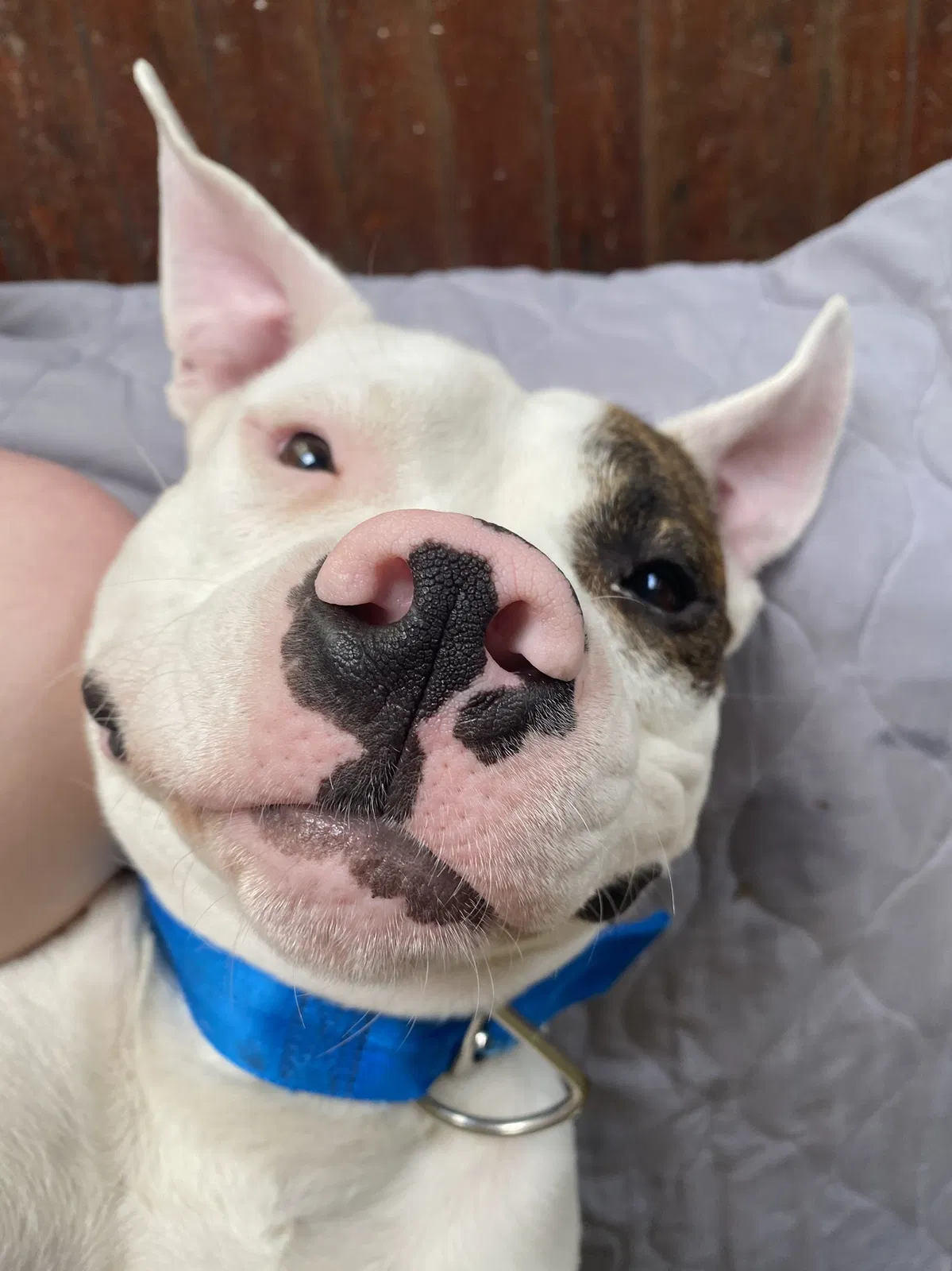 Lost dog in Louisville, KY, 40211