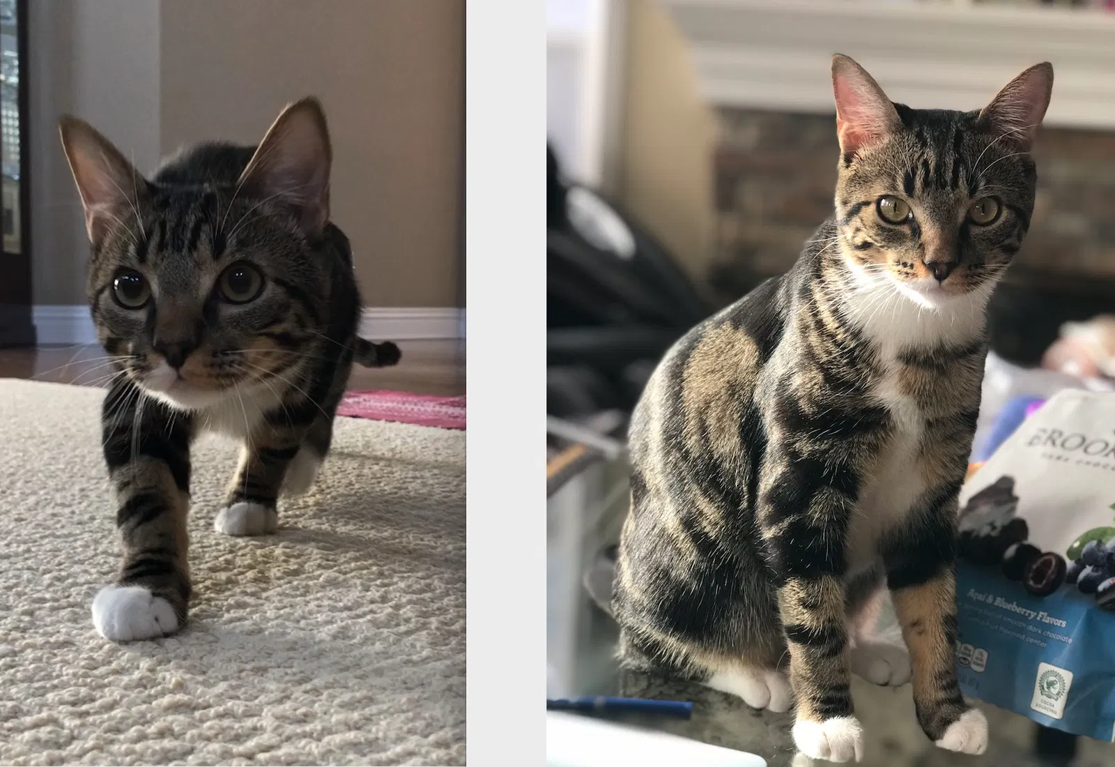 Lost cat in San Diego, CA, 92128