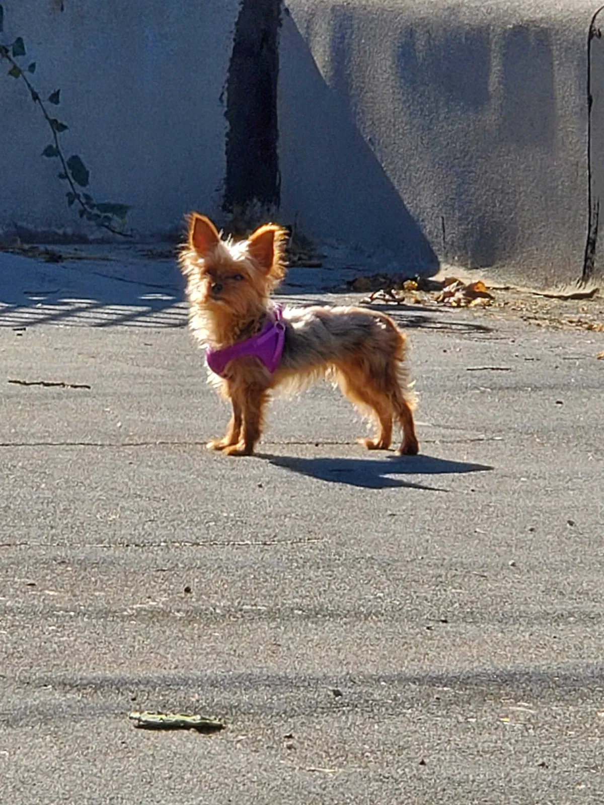 Lost dog in Inglewood, CA, 90302